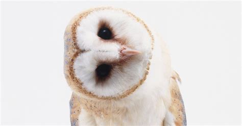 This Is Why Owls Bob Their Heads Huffpost