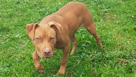 Auckland family devastated after pet dog found dismembered | Newshub