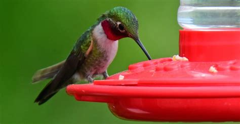 38 Proven Tips For Attracting Hummingbirds 2021 Guide In 2021 How