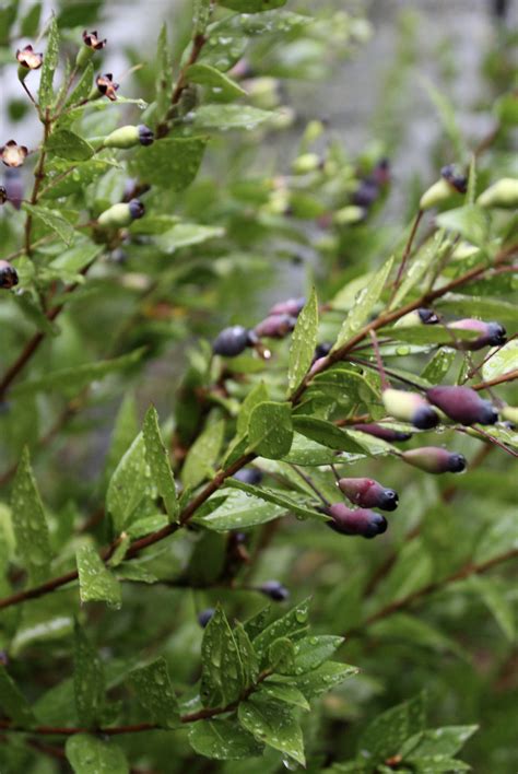 Photo 57841 Myrtus Communis Plant Lust