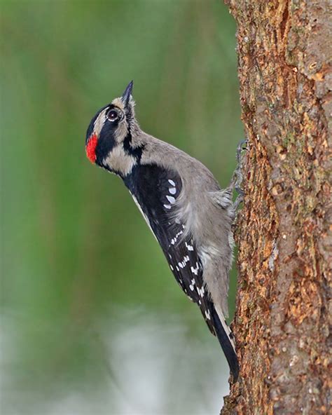 Northwest Woodpeckers By Moskovita Photography