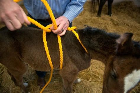 Foal Madigan Squeeze Foals Baby Horses Horse Health