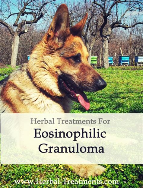 Eosinophilic Granuloma Rodent Ulcer In Dogs Avnayt And Walthams