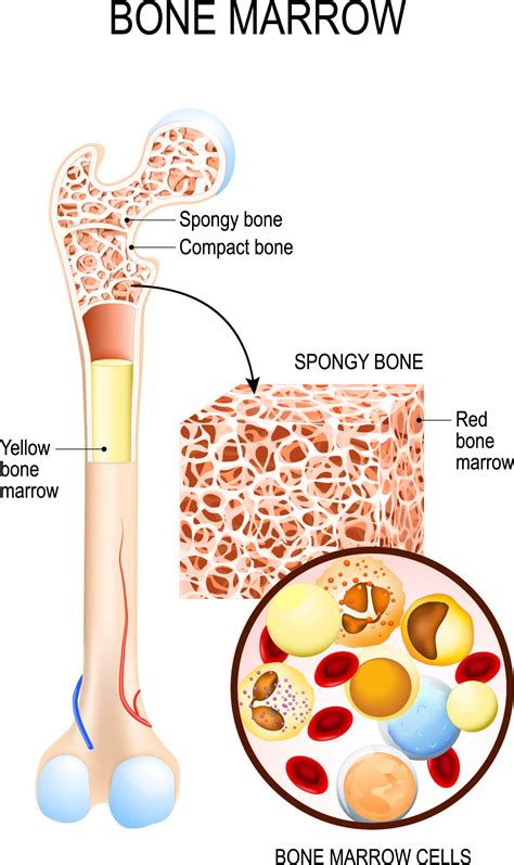 Bone Anatomy And Function