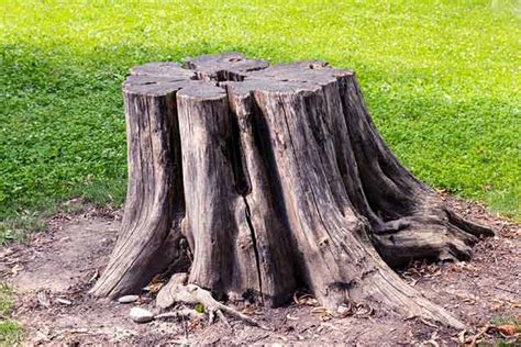 Practical Diy Tree And Stump Removal Methods