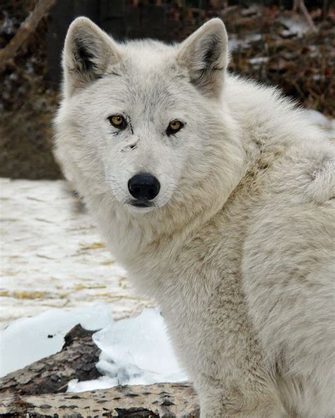 Artic Wolf Artic Wolf Wolf Arctic Animals