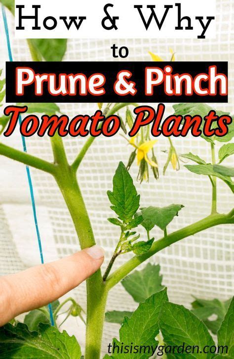How And Why To Prune And Pinch Tomato Plants Have Your Best Crop Yet