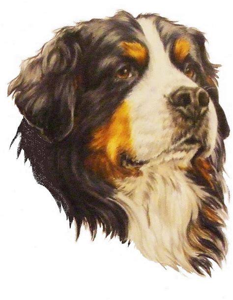 Bernese Mountain Dog In Colored Pencil Drawing By Barbara