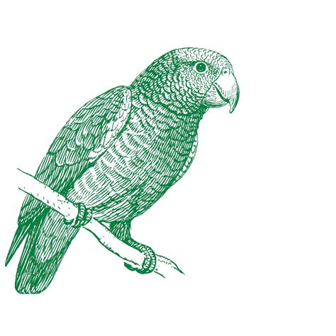 Green Parrot Png Svg Clip Art For Web Download Clip Art Png Icon Arts