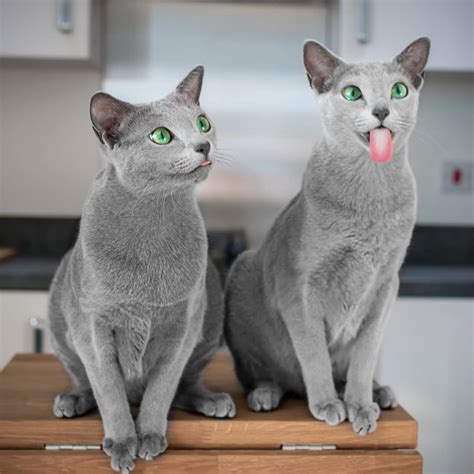 However, choosing the perfect name for your blue eyed feline is no easy task. Xafi And Auri Are Two Russian Blue Cat Sisters With ...