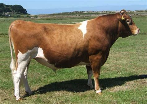 Guernsey Bull Breeds Of Cows Bull Pictures