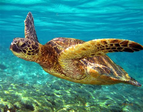 Aqua Turtle This Beautiful Green Sea Turtle Was Shot In Ko Flickr