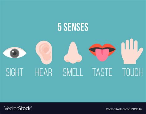 Five Senses Icon Flat Design With Name Royalty Free Vector