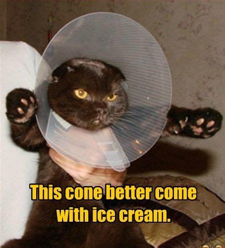 This Cone Better Come With Ice Cream Grumpy Cat Humor Funny Cat
