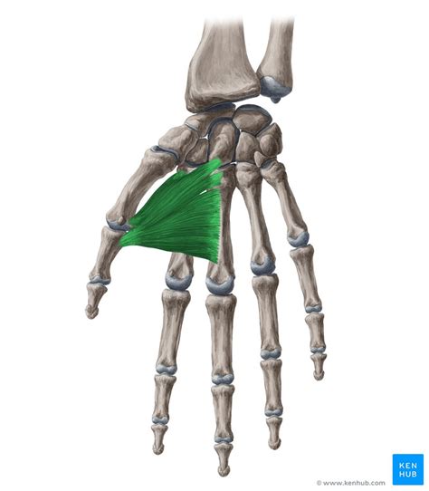 Moving lateralward and downward, it is inserted by a thin, flat tendon into the lateral side of. Adductor pollicis: Origin, insertion and function | Kenhub
