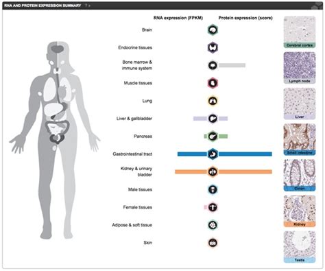 A tool by matt gaidica. CIENCIASMEDICASNEWS: The Human Protein Atlas: An Expression Map of the Complete Human Proteome