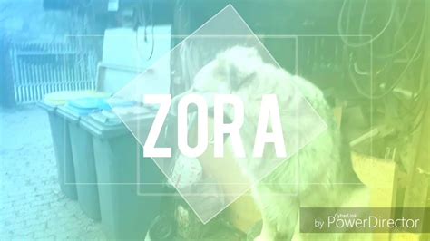 Zora Eigenes Introzora Is Ein Hund Youtube