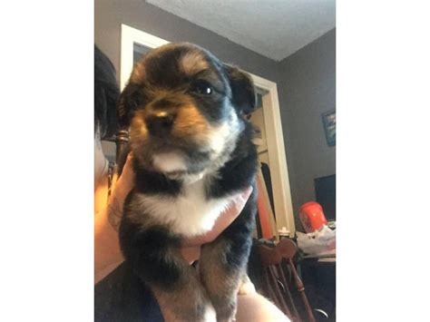 Mutt Puppies For Sale Full Grown Emmett Puppies For Sale Near Me