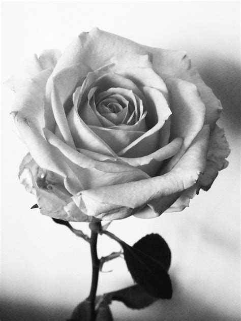 A White Rose For A Black Heart By Paratiisi On Deviantart White Rose