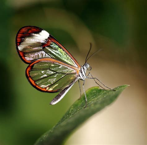 Glasswing Butterfly Photograph By Grant Glendinning