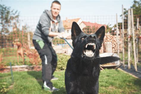 8 Tips On Aggressive Dog Behavior
