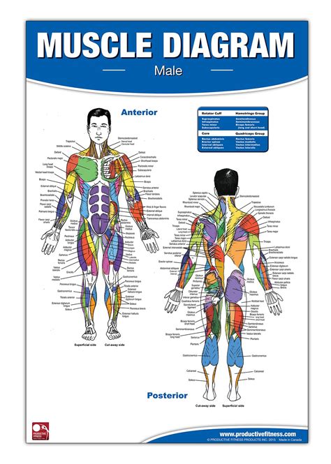 Male Muscle Anatomy Chart