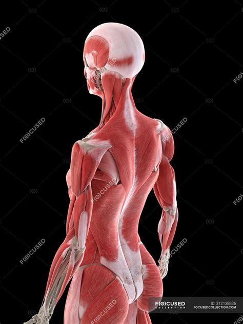 Back Muscles Anatomy Female The Female Muscular System Scientific