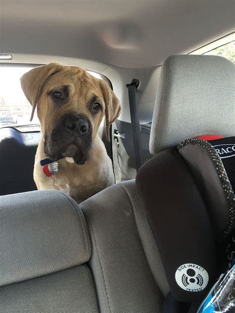 English Mastiff Puppy Hercules English Mastiff Puppies Hercules