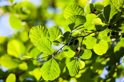 Complete Guide To Alder Trees Bbc Gardeners World Magazine