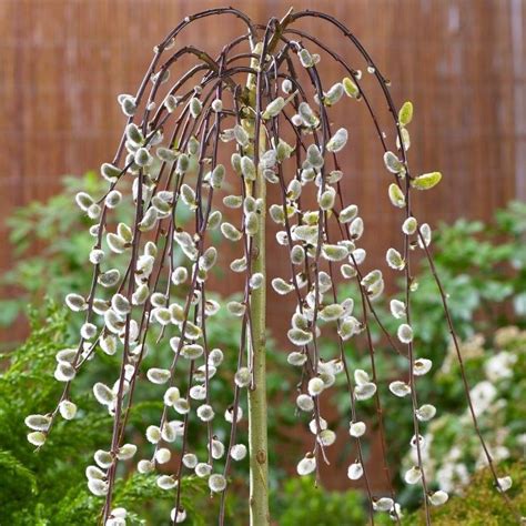 Special Deal Usually 2995 Today Just 1795 Save £12 A Dwarf Weeping Tree With Dark Green