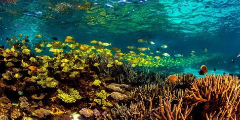 The Ningaloo Reef Travel The World Without Leaving Australia