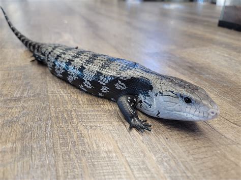 Axanthic Halmahera Blue Tongue Skink Halmahera Blue Tongued Skink By