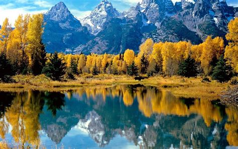 Autumn Forest Wyoming Grand Teton National Park Lakes National Park