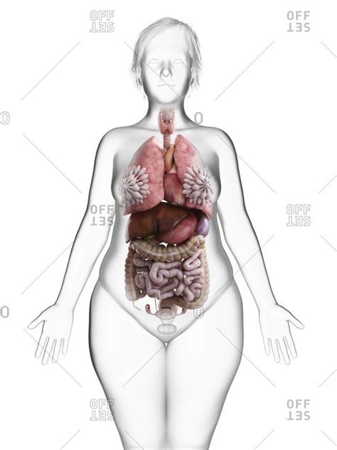 Free for commercial use no attribution required high quality images. Illustration of an obese woman's internal organs. stock ...