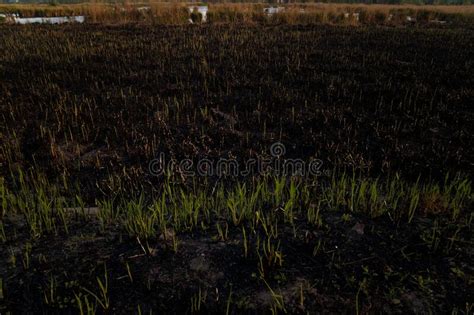 Green Reed Shoots On Burnt Ground After Nature Fire Environmental