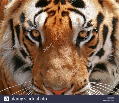 Extreme close up shot picture. A Male Tiger extreme face close up shot. Picture taken in ...