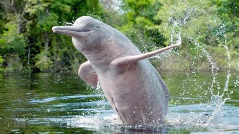 nature revives ganges river dolphin appears again in meerut video