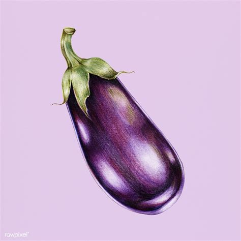 Hand Drawn Watercolor Of Eggplant Premium Image By