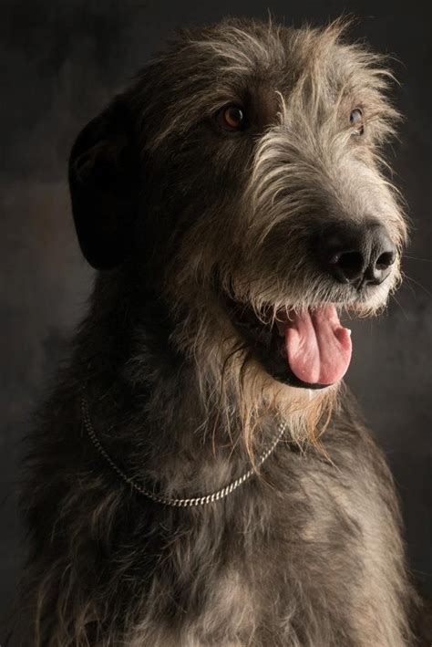 Pin On Irish Wolfhounds