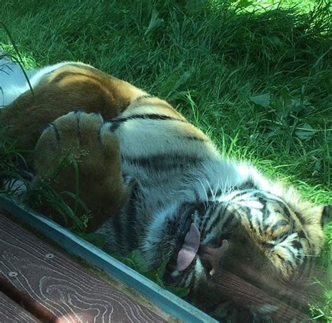 Tiger Blep Meow Moe In 2021 Tiger Animals And Pets Meows