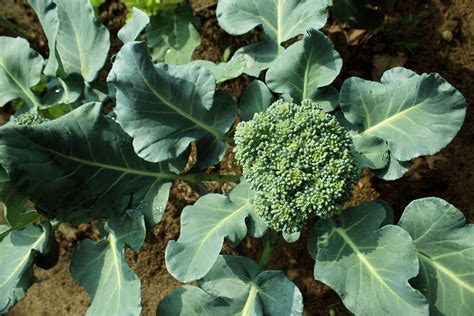 How To Grow Broccoli Growing Broccoli In Your Garden Gardening Know How