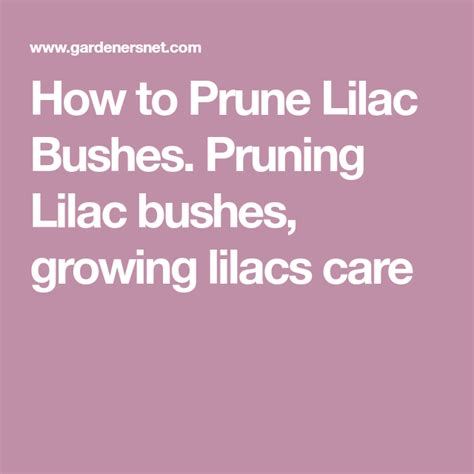 How To Prune Lilac Bushes Pruning Lilac Bushes Growing Lilacs Care