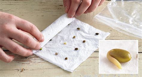 Germinating Seeds Paper Towel How To Do It Perfectly