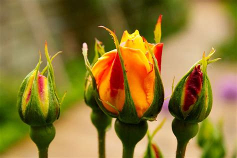 Rose Seeds Guide How To Grow Roses From Seeds 2023