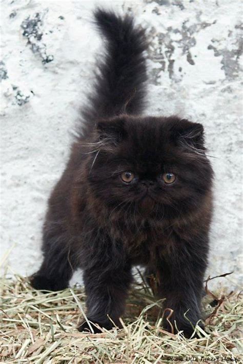 Black Persian Kitten Persiancat Kittens Cutest Cats Cute Cats