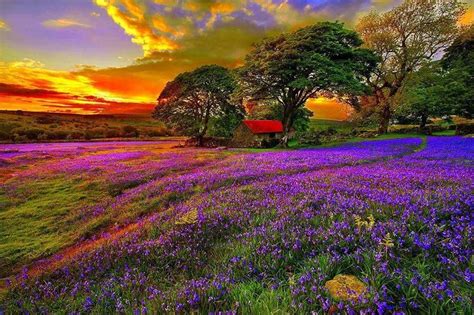 Lovely Purple Flowers And Scenery Beautiful Images Nature Beautiful