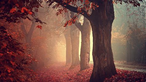 Fall Mist Trees Nature Leaves Forest Wallpaper