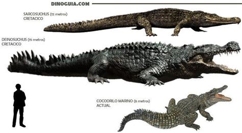 Biggest Crocodile In History Karleerosknapp