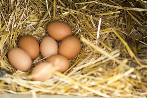 Why Some Chicken Lay More Eggs Than Others Ecofarming Daily