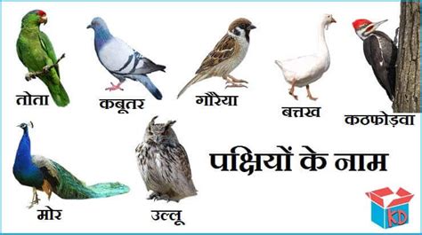 Famous Birds Name In Hindi English पक्षियों के नाम Knowledge Dabba
